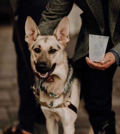Hand-Drawn Dog Portrait